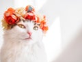 Beautiful Calico Cat with a wreath on his head. Cute kitty in a flowers diadem on her head sits in the sun and looks