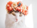 Beautiful Calico Cat with a wreath on his head. Cute kitty in a flowers diadem on her head sits in the sun and looks