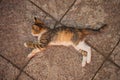 A beautiful calico kitten lying on a stone floor in a pose as if it were flying or jumping. Cat is sleeping Royalty Free Stock Photo