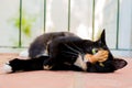 Beautiful calico tortoiseshell tabby cat lying on a balcony Royalty Free Stock Photo