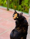 Beautiful calico tortoiseshell tabby cat sitting on a balcony Royalty Free Stock Photo