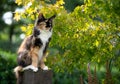 calico maine coon cat sitting on stone pillar observing garden Royalty Free Stock Photo