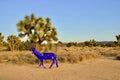 Beautiful California Desert Landscape Taken During The Evening Golden Hour