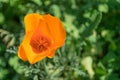 Beautiful California poppies (Eschscholzia californica)