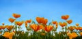 Beautiful California poppy wildflowers and blue sky in nature close-up macro. The landscape is large-format copy space