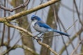 A beautiful California Scrub Jay sitting in a Catalpa tree Royalty Free Stock Photo