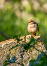 California Towhee (Melozone crissalis) Spotted Outdoors in California