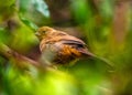 California Towhee (Melozone crissalis) Spotted Outdoors in California Royalty Free Stock Photo