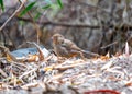 California Towhee (Melozone crissalis) Spotted Outdoors in California
