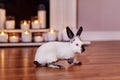 Beautiful californian rabbit breed poses indoors