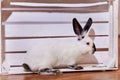 Beautiful californian rabbit breed sits in white wooden box indoors