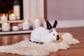 Beautiful californian rabbit poses indoors