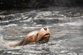 Beautiful californian sea lion swimming