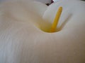 Beautiful calla center detail on soft light Royalty Free Stock Photo