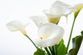 Beautiful Calla Lilies Flowers with Leaf Isolated on the White Background