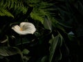 Beautiful calla lilies, white flower with green leaf Royalty Free Stock Photo