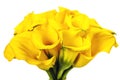 Beautiful Calla Lilly Bouquet Royalty Free Stock Photo