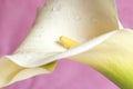 Beautiful calla lilly on pink Royalty Free Stock Photo