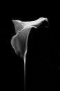 Beautiful calla lily on black background. Royalty Free Stock Photo