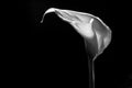 Beautiful calla lily on black background. Royalty Free Stock Photo