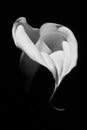 Beautiful calla lily on black background. Royalty Free Stock Photo