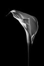 Beautiful calla lily on black background. Royalty Free Stock Photo