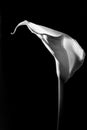 Beautiful calla lily on black background. Royalty Free Stock Photo