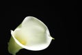 Beautiful calla lily flower on black background, closeup Royalty Free Stock Photo