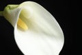 Beautiful calla lily flower on black background, closeup Royalty Free Stock Photo