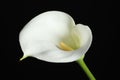 Beautiful calla lily flower on black background, closeup Royalty Free Stock Photo