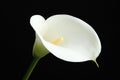 Beautiful calla lily flower on black background, closeup Royalty Free Stock Photo