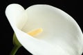 Beautiful calla lily flower on black background, closeup Royalty Free Stock Photo