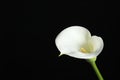 Beautiful calla lily flower on black background, closeup. Space for text Royalty Free Stock Photo