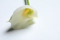 Beautiful calla lily flower on white background, closeup. Space for text Royalty Free Stock Photo