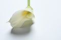 Beautiful calla lily flower on white background, closeup. Space for text Royalty Free Stock Photo