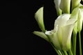 Beautiful calla lily flowers on black background, closeup. Space for text Royalty Free Stock Photo