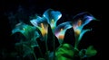 Beautiful calla lily flowers on a dark background. 3d render