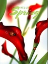 Beautiful calla lily flowers decorated hello spring template or greeting card.