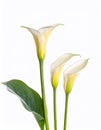 Beautiful calla lily flowers isolated on a white background. Royalty Free Stock Photo