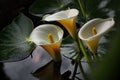 Beautiful calla lily flowers on the water with reflection.