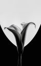 Beautiful calla lily on a white and black background, close up. Minimalism