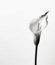 Beautiful calla lily on a white background, close up. Minimalism