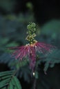 Beautiful Calliandra calothyrsus flower Royalty Free Stock Photo