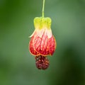Beautiful Callianthe picta plant Royalty Free Stock Photo
