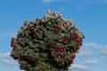 Beautiful Callistemon tree