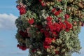 Beautiful Callistemon tree