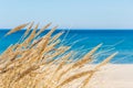 Beautiful calm blue sea with waves and sandy beach with reeds and dry grass Royalty Free Stock Photo