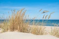 Beautiful calm blue sea with waves and sandy beach with reeds and dry grass Royalty Free Stock Photo