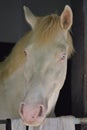 White Horse looking out of his stable Royalty Free Stock Photo