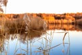 Beautiful calm evening landscape with reed grass in the foreground and blurred background of a quiet lake and autumn forest Royalty Free Stock Photo